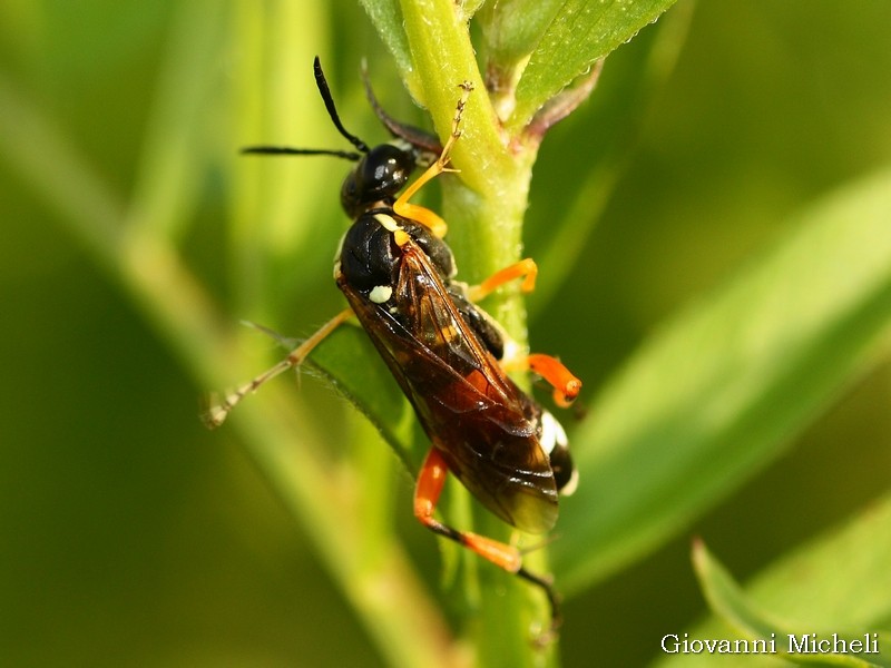 Macrophya rufipes, femmina